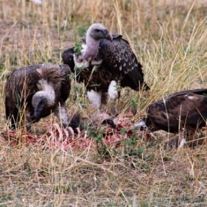 Trips To Africa: Tanzania: Africa30